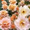 donnaadkins829